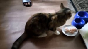 Кошачка