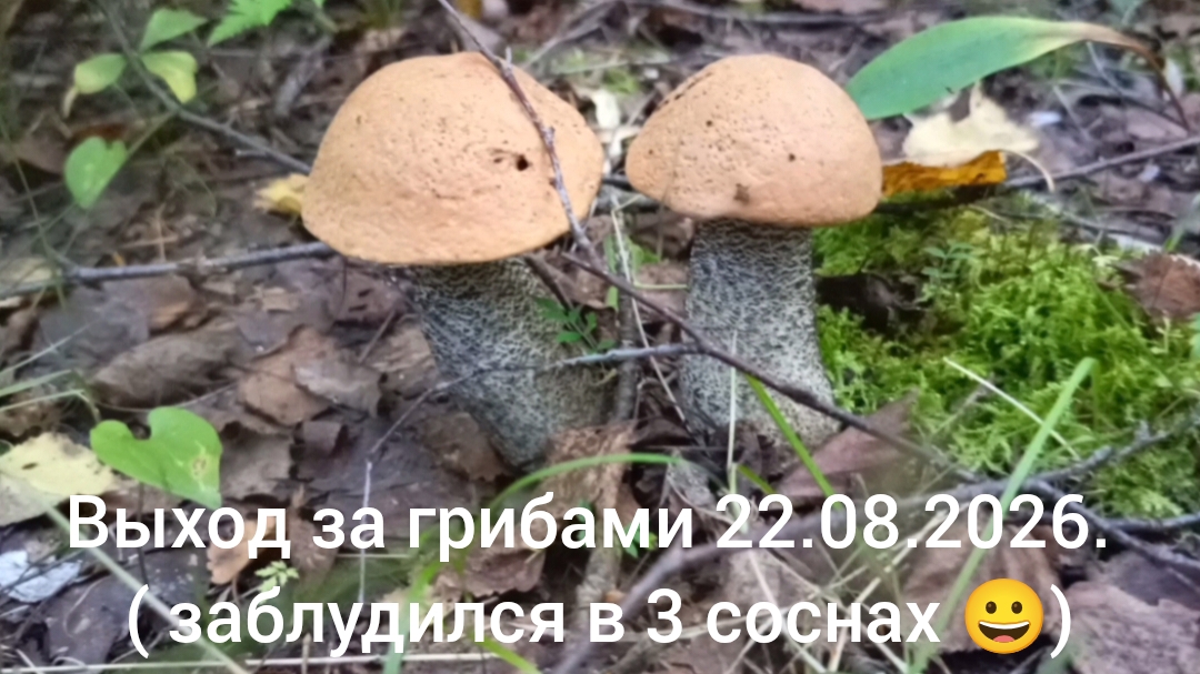Выход за грибами 22.08.2026. ( заблудился в 3 соснах 😀)