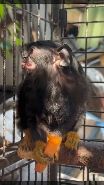 Краснорукий тамарин из Ульяновского зоопарка. Такая милота😍