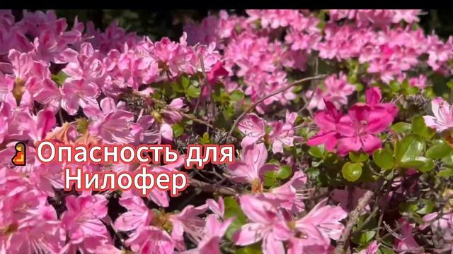 Основание： Орхан 19 серия  ｜ 2. Fragmanı ｜  русская озвучка (2025) ｜ Kuruluş Orhan 19. Bölüm ｜ Обзор