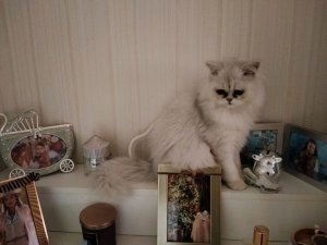 котик хочет поговорить