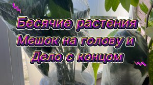 🤬БЕСЯСИЕ растения!! МЕШОК на голову и дело с концом🤪