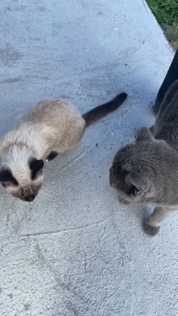 Утренние котики