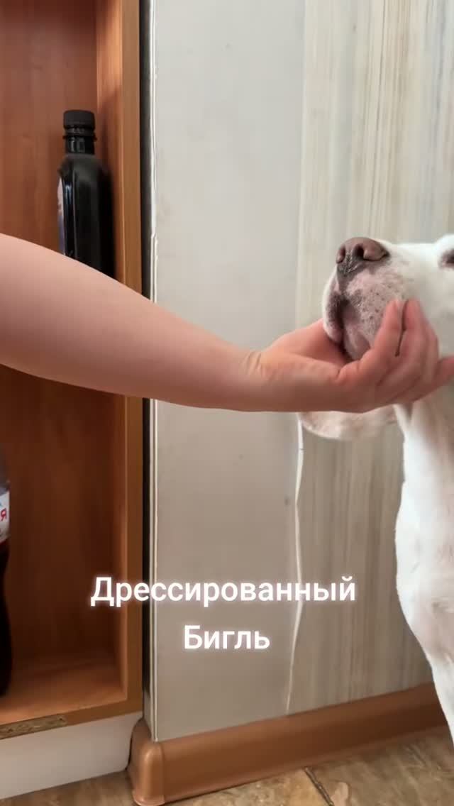 Бигль. Дрессировка.