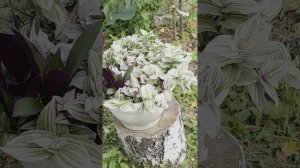 Мой дворик оранжевого настроения.