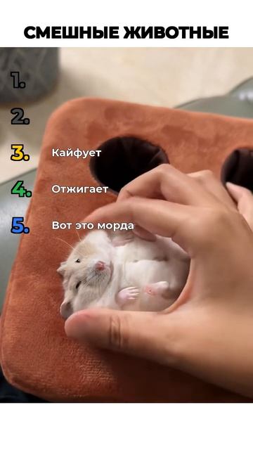 СМЕШНЫЕ ЖИВОТНЫЕ
