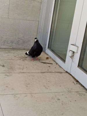 немного о животных