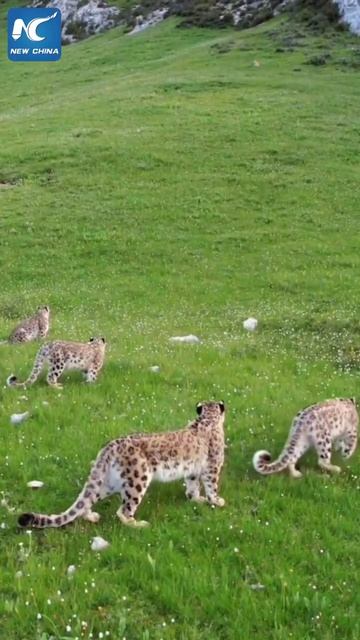 🐱Редкое зрелище: прогулка снежных барсов по Тибетскому нагорью