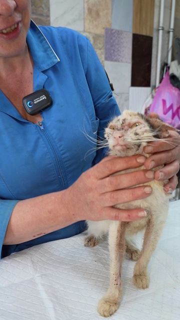 Лариса была на грани… А теперь борется за возвращение к любимым 🥺🐱❤️