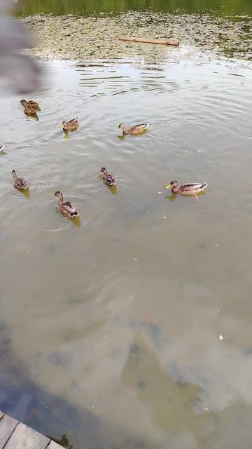 🦆🦆🦆