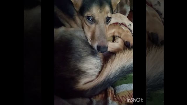 Моя собака любит петь.