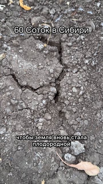 2 ложки на лейку и земля как новая, пролейте так грунт после сбора урожая!