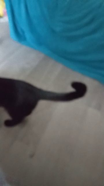 моя мя мя Багира🥰🥰🥰🥰🥰🥰🥰кошка