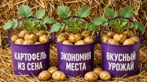 ДОСТАЛИ РОЗОВУЮ КАРТОШКУ ИЗ СЕНА. ПОСАДИЛИ ЕЩЕ КАРТОШКУ В СЕНО. ЧАСТЬ 2. 2026-07-17