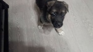 ВЕО ДЖЕК ОПЯТЬ ИГРЫ