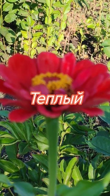 Просто так, делюсь с Вами пением птиц и красотой моих цветов❤️ с Пятницей