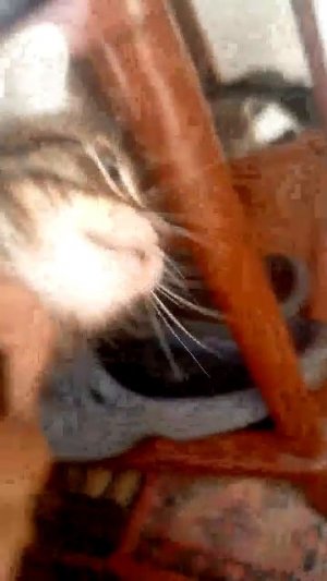 котята