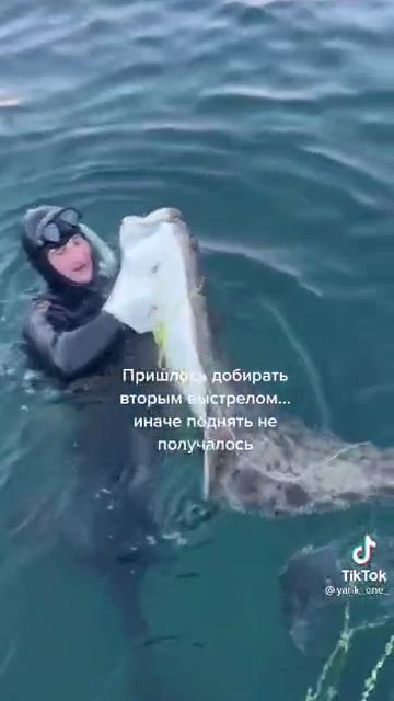 Палтус гигант