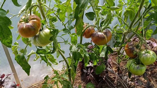 Сибирь. Томаты 🍅 Розовое сердце ПЕСАКА, Блаженство.