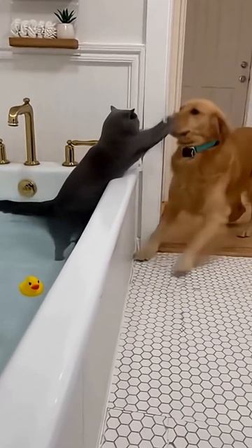 Dogs like to provoke catscat cats foryou shorts