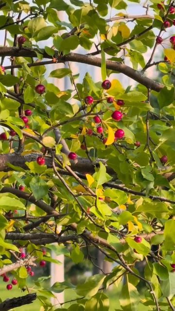 Яблоня сибирская (Malus Baccata).
Это одно из самых морозостойких плодовых деревьев: оно выдерживает