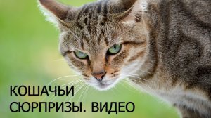 Кошачьи сюрпризы. Видео.