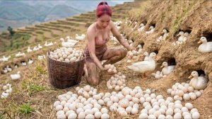 Сбор тысяч утиных и куриных яиц, снесенных на возвышенности, для продажи на деревенском рынке.