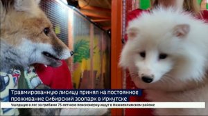 Лишилась лап и хвоста. В Сибирском зоопарке появился новый — особенный постоялец