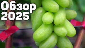 Обзор сортов винограда 2025 🍇(04.10.2025) Видеоблог Давида Алверцяна