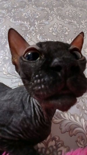 играем в эвейд