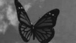 🦋Бабочка 🦋