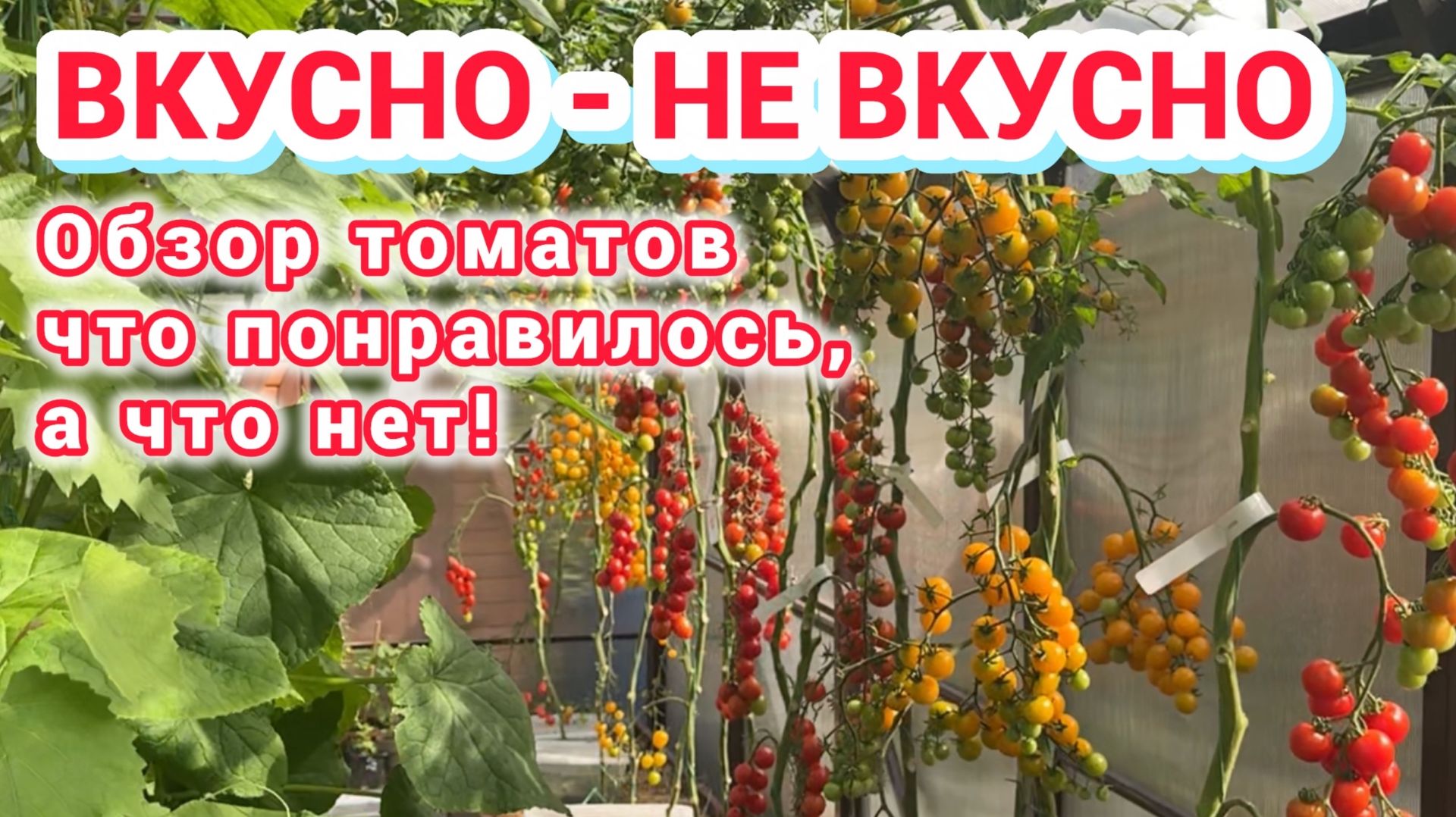 Обзор томатов и что делаем после сбора урожая.