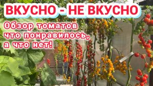 Обзор томатов и что делаем после сбора урожая.
