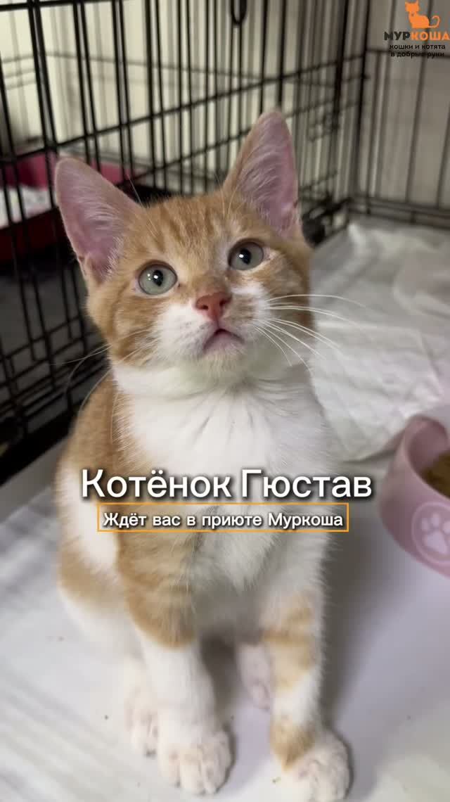 Гюстав ждёт вас в приюте #Муркоша