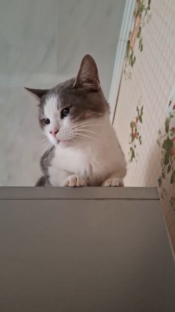 Бусик и Кити 🐱 удивление 👀🤣🐈 #влоги #коты