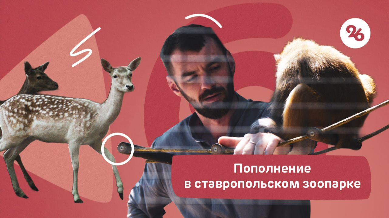 В ставропольском зоопарке родились буйволёнок и шотландский телёнок
