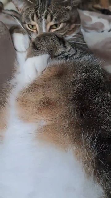 Кот в законе
