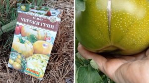 Зеленоплодный томат Чероки Грин.