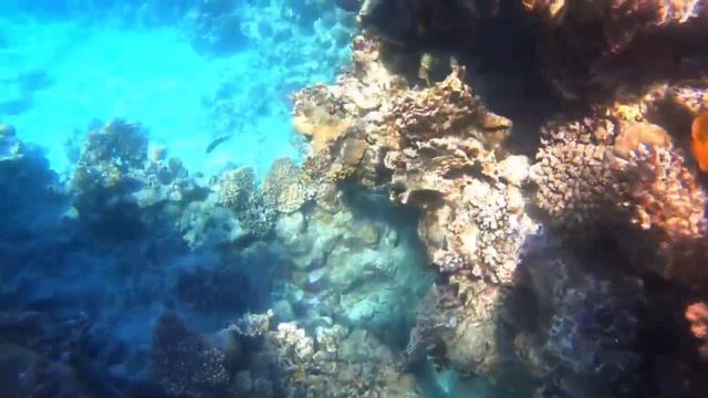 Подводная съёмка в море в Шарм -эль-шейхеМурена