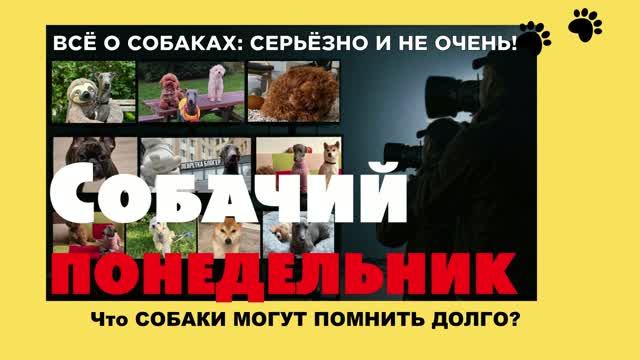 ПРО ТРАВМЫ ДЕТСТВА У СОБАК