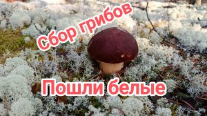 Сбор грибов. Пошли белые.