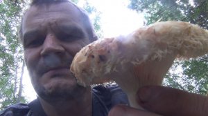 Грибы ЛИСИЧКИ Настоящий груздь МАСЛЯТА Как и Где Собирать 21 августа 2026