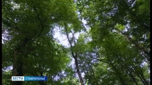 На Ставрополье продлили ограничения на пребывание в лесах