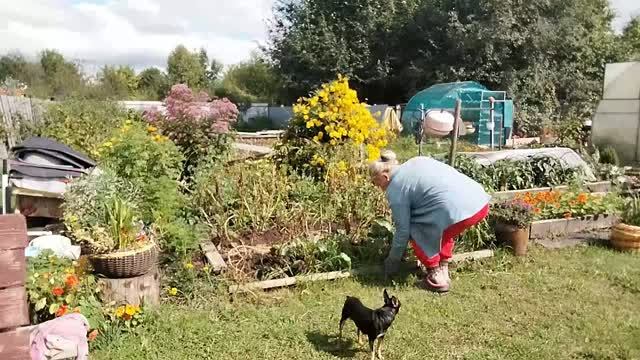 Молодец Ивановна, выкопала картоху с помощниками.