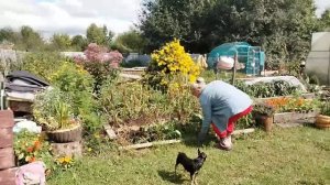 Молодец Ивановна, выкопала картоху с помощниками.