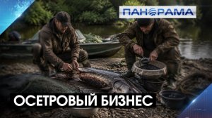 Хотел разбогатеть на осетрах — получил срок! В ДНР задержали браконьеров 21.08.2026 «Панорама»