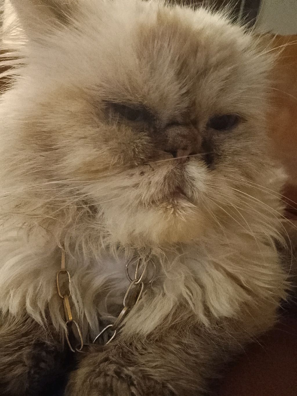 котики которые хотят поговорить