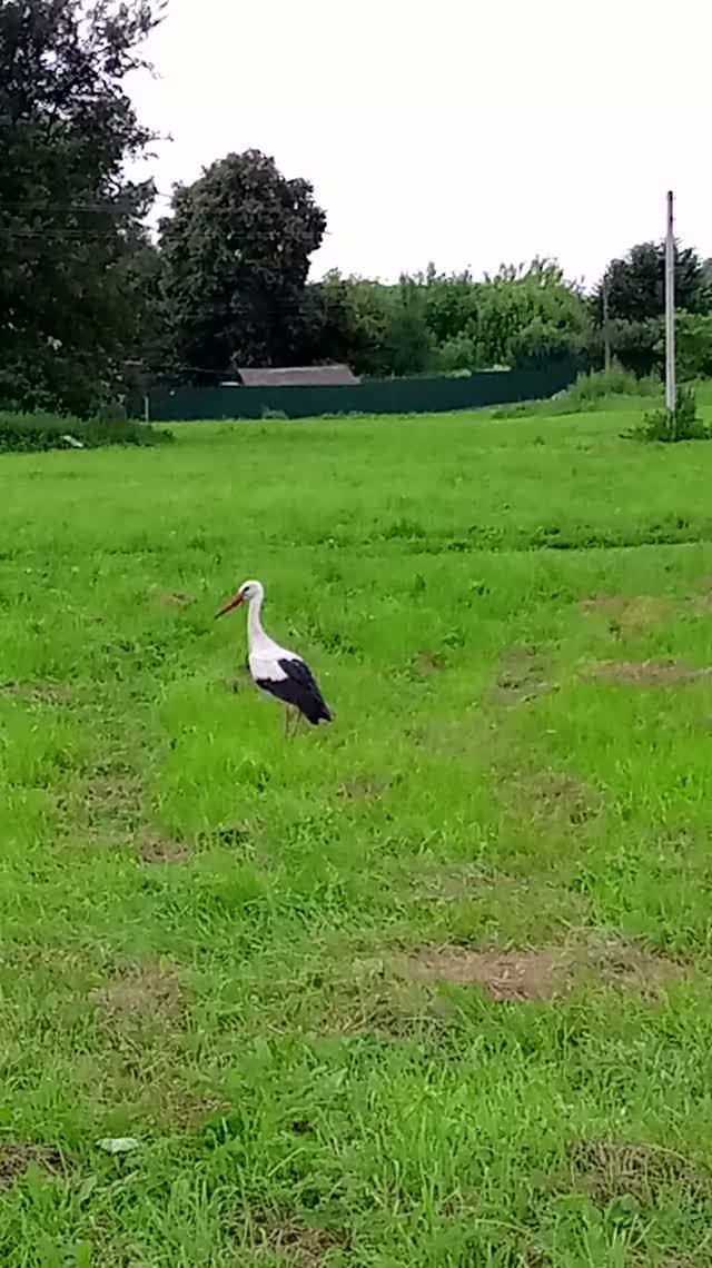 Аист на улице