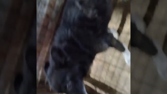 Уфа, Башкирия
Попали в отлов вот  такие собаки!😰Добрые и ласковые 
Пожалуйста, сделайте репост🙏