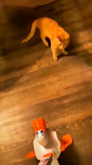 Happy Cat Daily Moments#foryou #funny #cat #youtubeshorts #pets